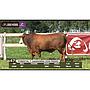 LOTE 47 // TORO BRAFORD