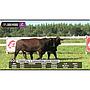 LOTE 50 // VAQUILLAS BRAFORD