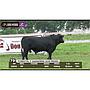 LOTE 79 // TORO BRANGUS