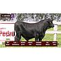 LOTE 04