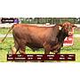 LOTE 11