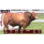 LOTE 16