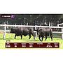 LOTE 36