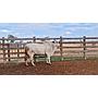 LOTE 01 // TORO BRAHMAN