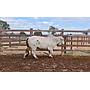 LOTE 02 // TORO BRAHMAN