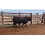 LOTE 04 // TORO BRANGUS