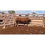 LOTE 05 // TORO BRANGUS