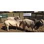 LOTE 11 / TORO BRAHMAN