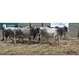 LOTE 14 // TORO BRAHMAN