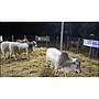 LOTE 19 // TORO BRAHMAN