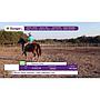 LOTE 03 // EQUINO