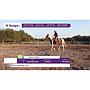 LOTE 05 // EQUINO