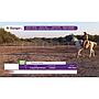 LOTE 07 // EQUINO
