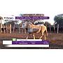 LOTE 11 // EQUINO