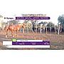 LOTE 12 // EQUINO