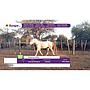 LOTE 13 // EQUINO