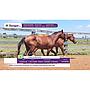 LOTE 03 // POTROS Y POTRANCAS