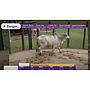 TOROS REPRODUCTORES LOTE B