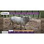 TOROS REPRODUCTORES LOTE D
