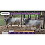 TOROS REPRODUCTORES LOTE G