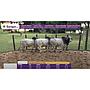 TOROS REPRODUCTORES LOTE H