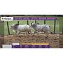 TOROS REPRODUCTORES LOTE J