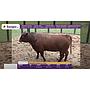 TOROS REPRODUCTORES LOTE K