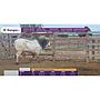 TOROS REPRODUCTORES LOTE L