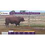 TOROS REPRODUCTORES LOTE O