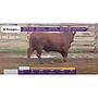 TOROS REPRODUCTORES LOTE P