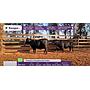 LOTE 11 - VACAS PREÑADAS