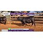 LOTE 13 - VACAS PREÑADAS