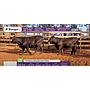 LOTE 14 - VACAS PREÑADAS