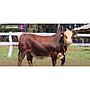 LOTE 01 - TORO BRAFORD