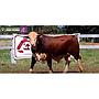 LOTE 02 - TORO BRAFORD
