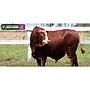 LOTE 03 - TORO BRAFORD