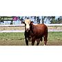 LOTE 04 - TORO BRAFORD