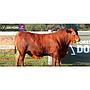 LOTE 05 - TORO BRANGUS COLORADO