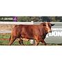 LOTE 06 - TORO BRANGUS COLORADO
