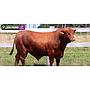 LOTE 07 - TORO BRANGUS COLORADO