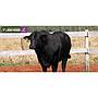 LOTE 09 - TORO BRANGUS NEGRO