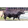LOTE 10 - TORO BRANGUS NEGRO