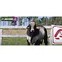 LOTE 12 - TORO BRAHMAN