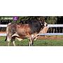 LOTE 13 - TORO BRAHMAN