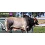 LOTE 14 - TORO BRAHMAN