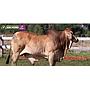 LOTE 15 - TORO BRAHMAN