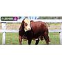 LOTE 16 - TORO BRAFORD