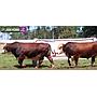 LOTE 17 - TOROS BRAFORD