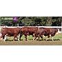 LOTE 19 - TOROS BRAFORD