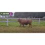 LOTE 20 - TORO BRANGUS COLORADO